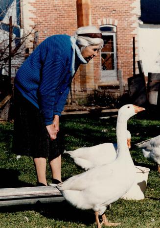 Friends together: Ida Bramley, 82, doesn't want to fatten her beloved geese for the Christmas table, but doesn't know what to do with them