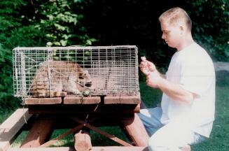 Dave Grieve, rabies technician for MNR vaccinates raccoon trapped in park
