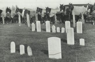 Horses Are Tethered, to the cemetery fence near the Mennonite hall in Elmira, in the area where many Old Order Amish have farms. The Amish don't use c(...)