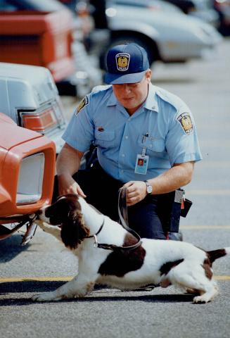 Hector has a nose that knows, Constable Michael Bowman works with Hector, the first drug-sniffing springer spaniel in Canada. Hector and his canine pa(...)