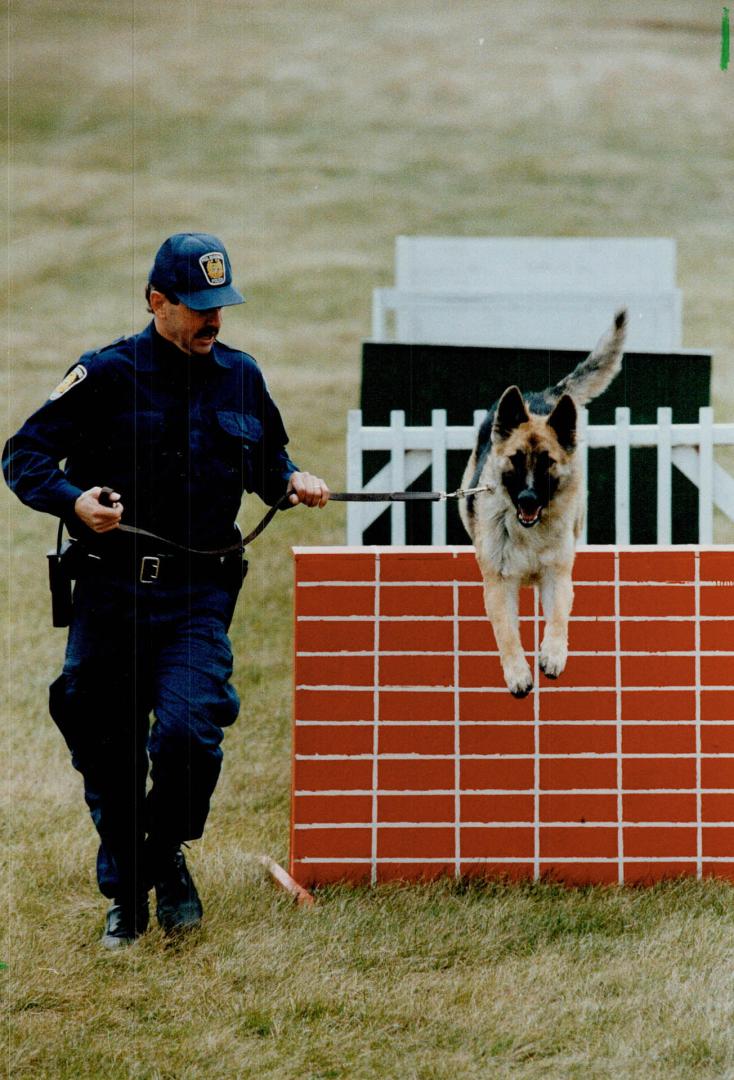 Dog's life: Peel police Constable Andy Maxwell puts his part-German shepherd partner, Rex, through his paces