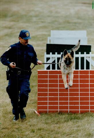 Dog's life: Peel police Constable Andy Maxwell puts his part-German shepherd partner, Rex, through his paces