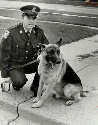 On the job: One of three dogs on the police force, 6-year-old German shepherd, Flynn, is praised by handler, Constable Chuck McConnell, after capturing suspect