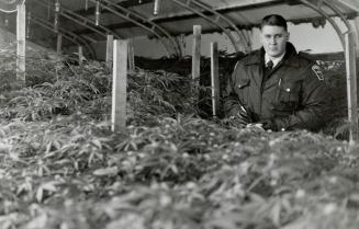 Someone Grassed?, Durham Region Constable Dave Webster stands in a sea of marijuana after police found 2,000 plants in a raid on two Newcastle greenho(...)