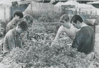 Learning how to grow flowers in a greenhouse, young men at the Salvation Army's House of Concord in Vaughan Township are taught by a professional. Sin(...)