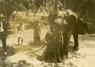 Elephant and handlers, Colombo, Sri Lanka, 1920
