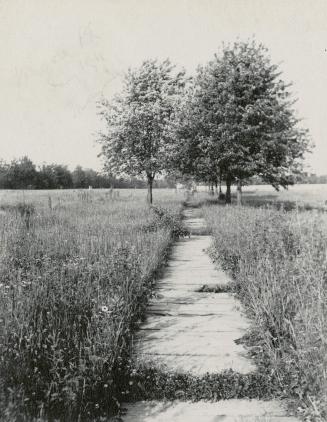 Image shows a path in the park with a few trees on both sides of it.