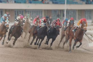 Rounding the clubhouse turn in the fourth race at Greenwood, yesterday, Amazing Amazon, third from right, is about to make her winning move. Racing on on page B6