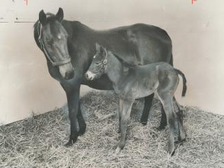 Her Daddy is secretariat. A proud mother, Arctic Dancer, looks over a brand new filly born at Windfields Farm in Oshawa. The sire was 1973 U.S. Triple(...)