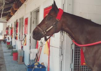 One to watch: Local superstar Dance Smartly is 2-to-1 in morning line for today's Molson Export Million at Woodbine