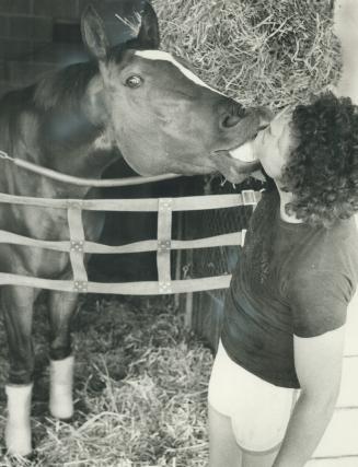 Affectionate horse