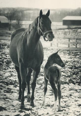 Proud mare Real Good Test frolics with her foal, born a month early Thursday and believed the first thoroughbred in Ontario this year. The mare is mak(...)