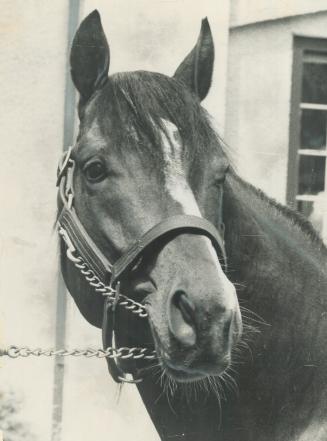 Proud Papa Northern Dancer. His offspring have his markings