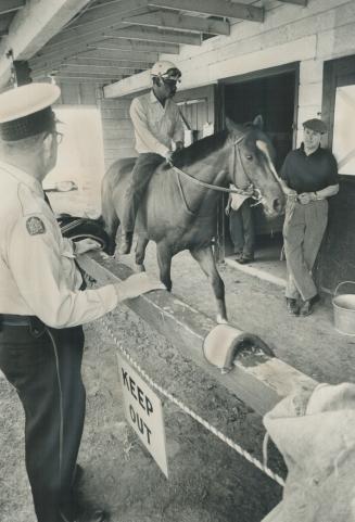 Dancer set to clean up plate. Windfields Farms' Northern Dancer ambles about shedrow under the watchful eyes of trainer Horatio Luro (right) during pr(...)