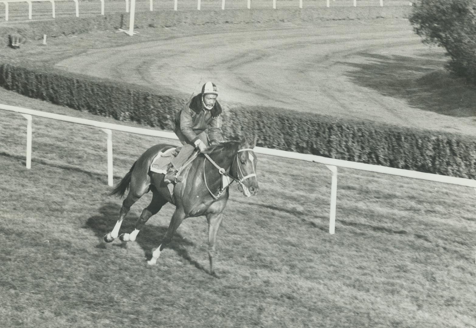 Sports - Horses - Race - Named - Secretariat