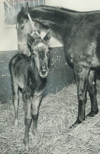 Her pop's secret Ariat. First Secretariat offspring to be eligible for the Queen's Plate was born last week at Grovetree Farm northwest of Metro. Fill(...)