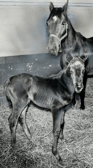 Her pop's secretariat. First Secretariat offspring to be eligible for Queen's Plate was born last week at Grovetree Farm, onrthwest of Metro. Filly's (...)