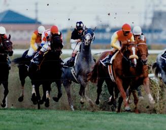 Tragedy strikes: Izvestia (centre) broke his left hind leg as the Rothmans field went past the grandstand for first time yesterday