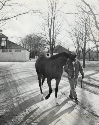 Northern Dancer, Canada's horse of the year and winner of two jewels in the U