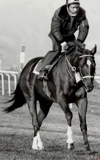 Secretariat continued his preparation for Sunday's Canadian International Championship race at Woodbine this morning under exercise boy George Davis. (...)