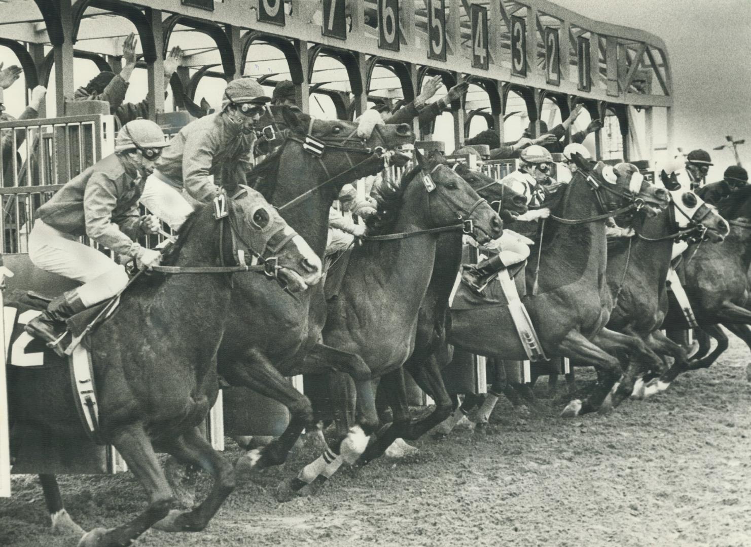The start was good anyway. Playoff Player (No. 7) breaks alertly from the gate under jockey Larry Attard in yesterday's first race at Greenwood. The g(...)