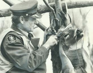 Antlers of dead deer at hunting camp are checked by John Macfie, Parry Sound wildlife supervisor, Readers below charge that earlier article pictured h(...)