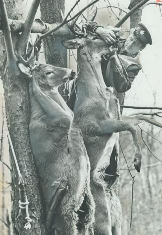 Gutted Carcases of deer hanging at a hunters' camp are inspected by John Macfie, Parry Sound wildlife supervisor
