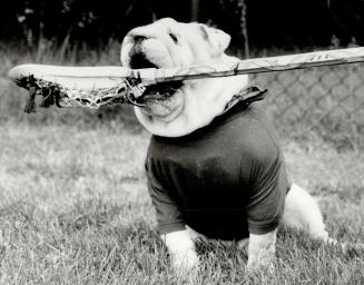 Bogart, the Canadian field lacrosse team's mascot, is all prepared to join in the action at the University of Toronto tryout camp