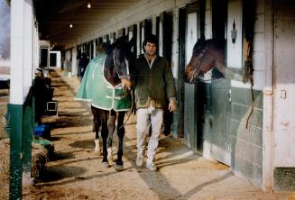Back on track: A worker takes horse for walk to cool down after training session,