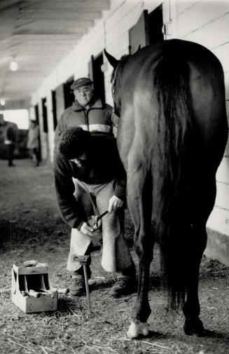 Below, blacksmith Charlie Baumann makes sure their feet are in shape