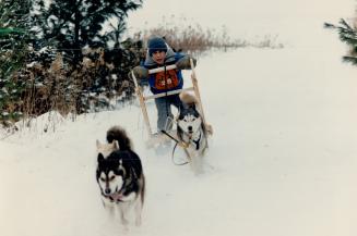 Dogged determination wins the day, The snow-covered hills at Cold Creek Conservation Area near Nobleton resemble Canada's north when weekend sled dog (...)