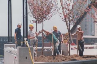 Dome Greenery: Workers plant new trees at the stadium