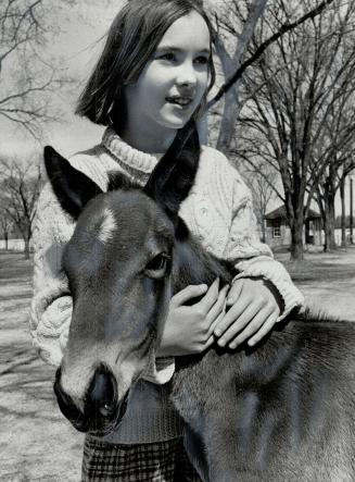 Prize-winning poet, 12-year-old Sarah Eastwood, of Waterdown, puts her arms fondly around a colt during a one-day trip to world's largest breeding farm for standardbreds, in Hanover, Penn