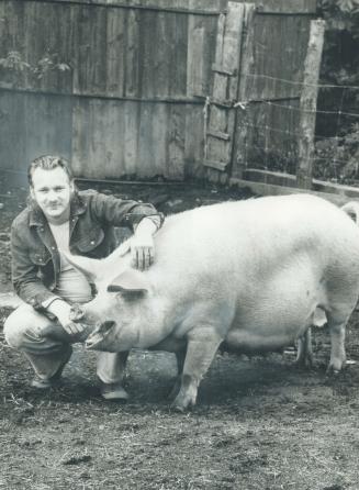 Pig Farmer Don Walsh makes friends with one of his prize sows on 12-acre farm in Pickering
