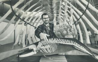 whale of a task. Museum artist Paul Gerachty stands behind a model of a Finback whale and under the actual bones of such a mammal he is reconstructing(...)