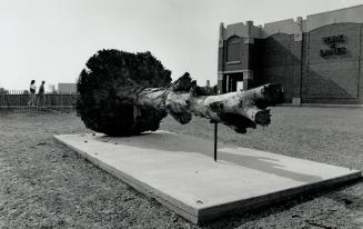 Rodney Graham's simple, elequent White Oak Excavated in The Construction Of The Common, York University