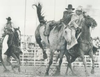 Bucking Broncos are a big attraction at the Calgary Stampede, one of the major events on the cross-Canada calendar