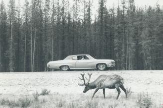 Grazing elk can be photographed from your car as you drive around Jasper