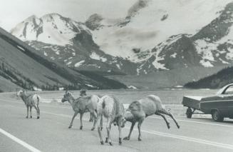 Mountain sheep compete with cars for road space on the Banff/Lake Louise highway