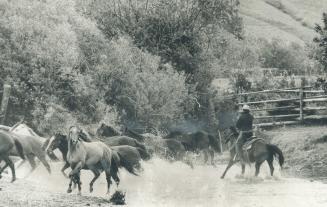 Rounding up Horses for a trail ride at the Quilchena Ranch near Kamloops, B