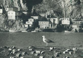 A lone gull surveys the scene around him in the harbor at St