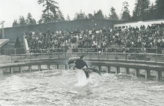 Vancouver's New Aquarium at Stanley Park features what should be solo acts by killer whales but turn out to be duets, with a playful porpoise determin(...)