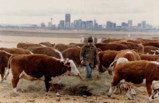 Bob Bilben tends 600 head of Hereford on his 2,000-acre spread beside Calgary airport