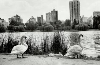 Vancouver's magnificent Stanley Park, nearly 1,000 acres spread along the waterfront, offers everything from birds (below)