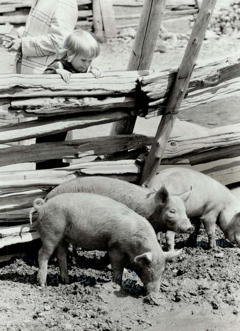 Kenny Arbour, 3, likes the pigs