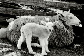 New look for spring, This newborn lamb takes what is probably a first look at a newspaper photographer as mother calmly ignores the media attention at(...)
