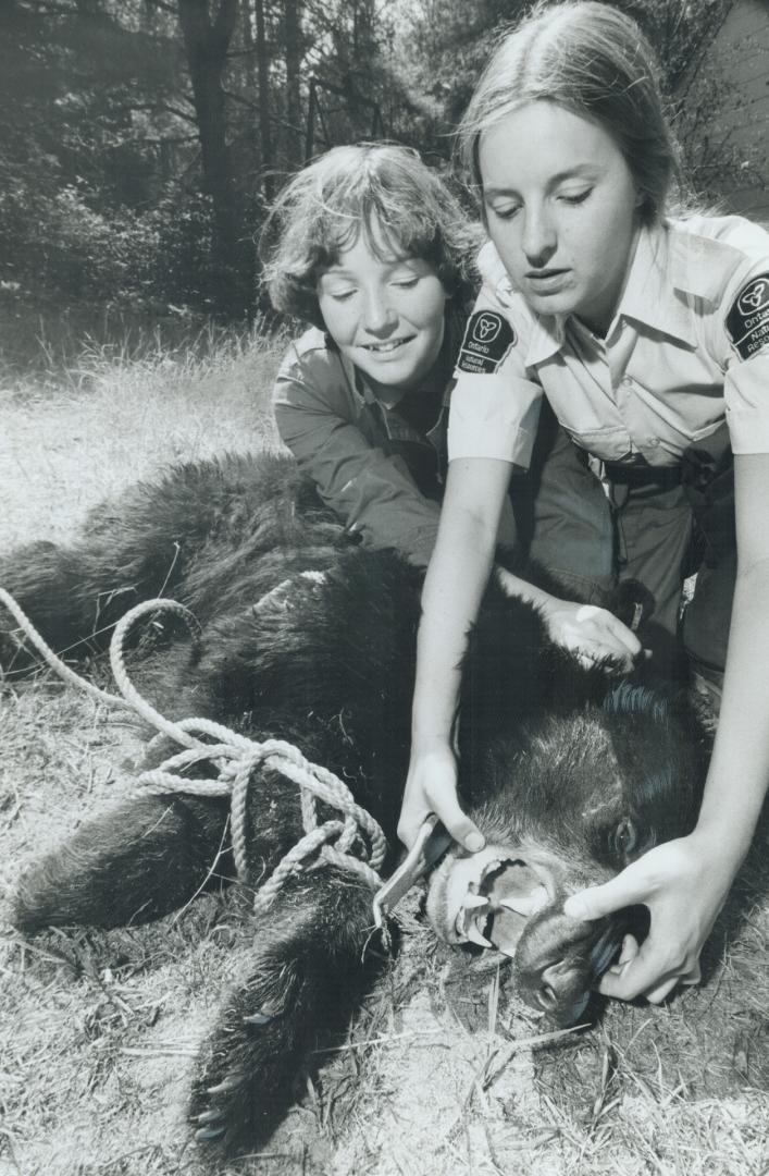 Bear caught at campsite is drugged and its teeth checked to determine its age by Algonquin camp staff Gayle Garlyle, left, and Vanessa Kerr. Bears can be a hazard around tents