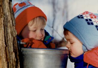 Maple syrup time
