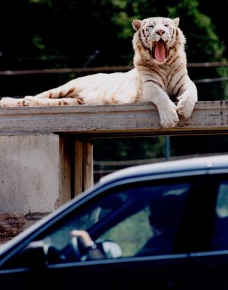 African Lion Safari. White Tiger