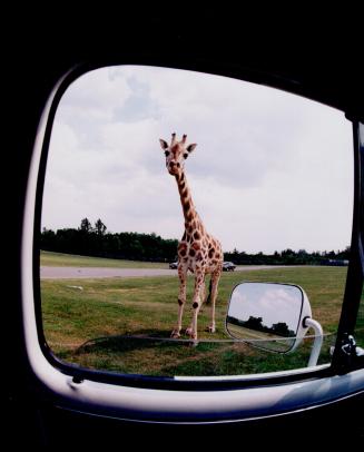 African Lion Safari